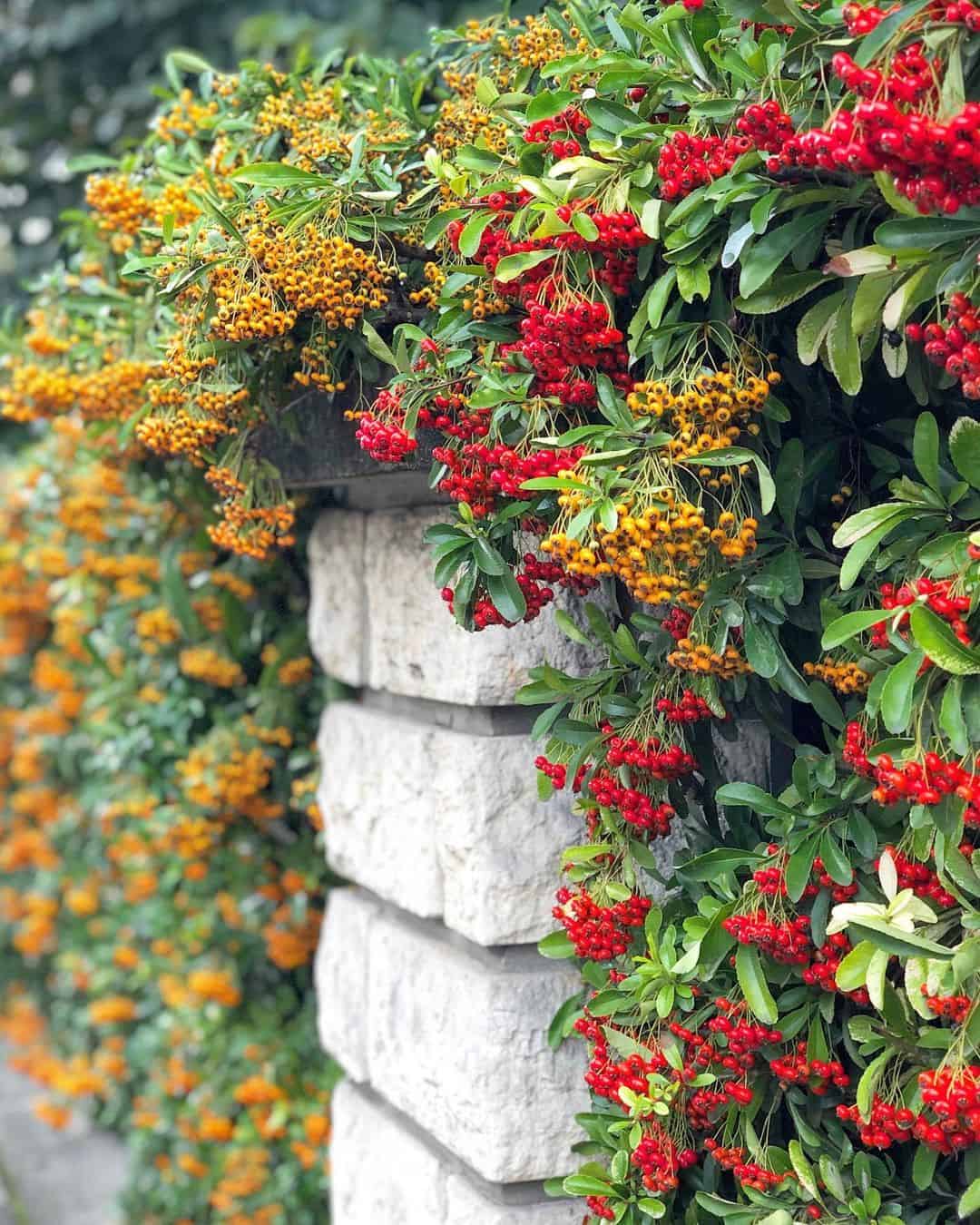 autumn climber plant firethorn (pyracantha)