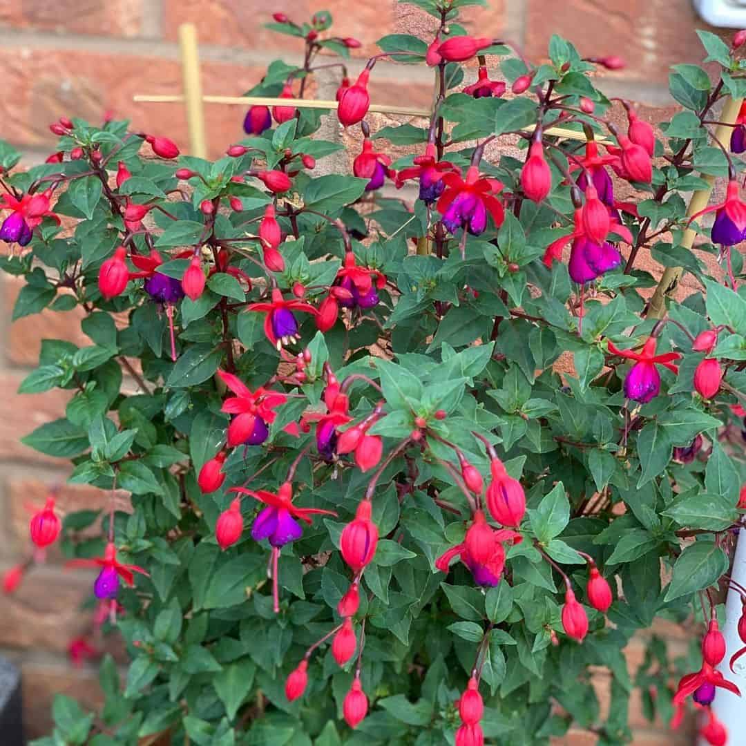 autumn climber plant fuschia
