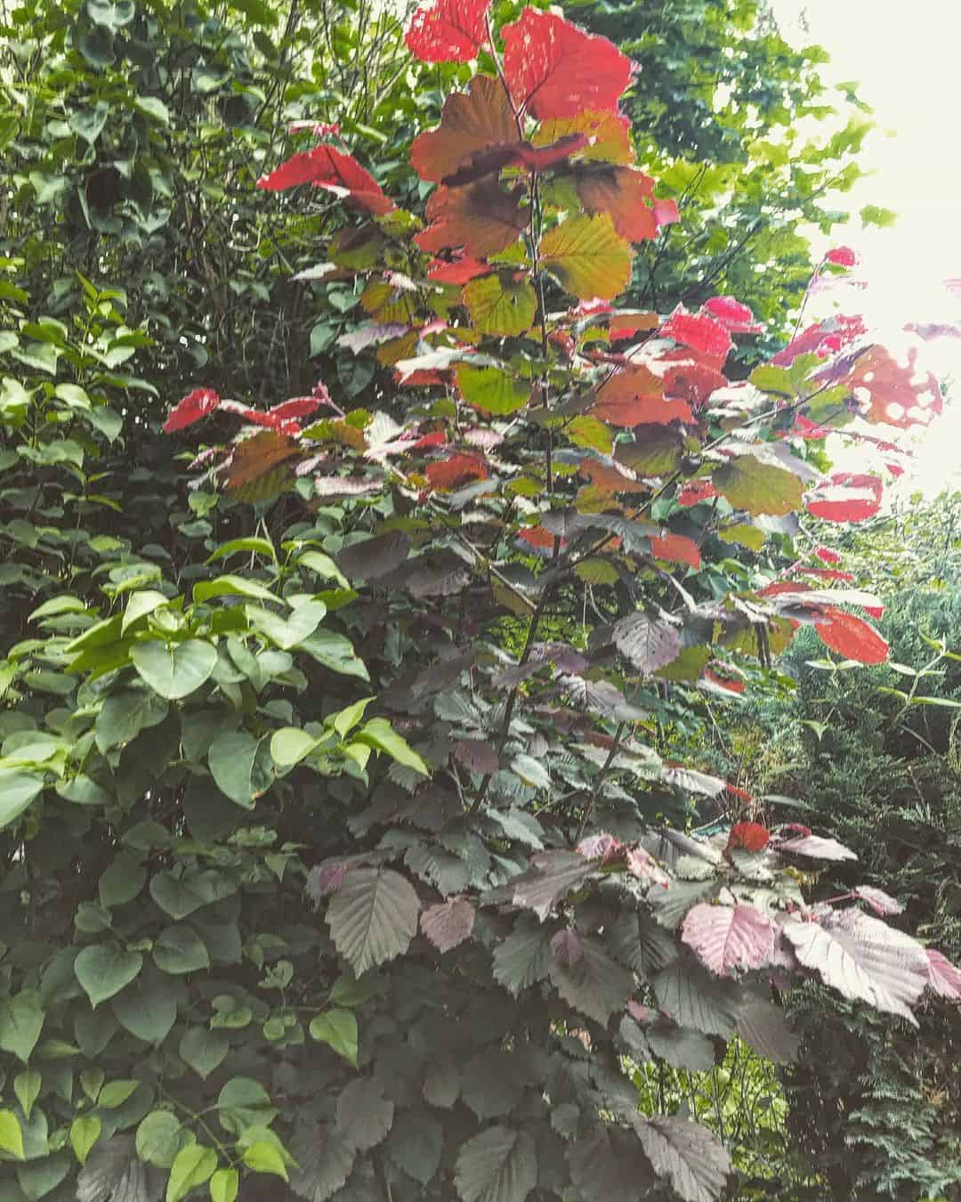 autumn climber plant red cobnut