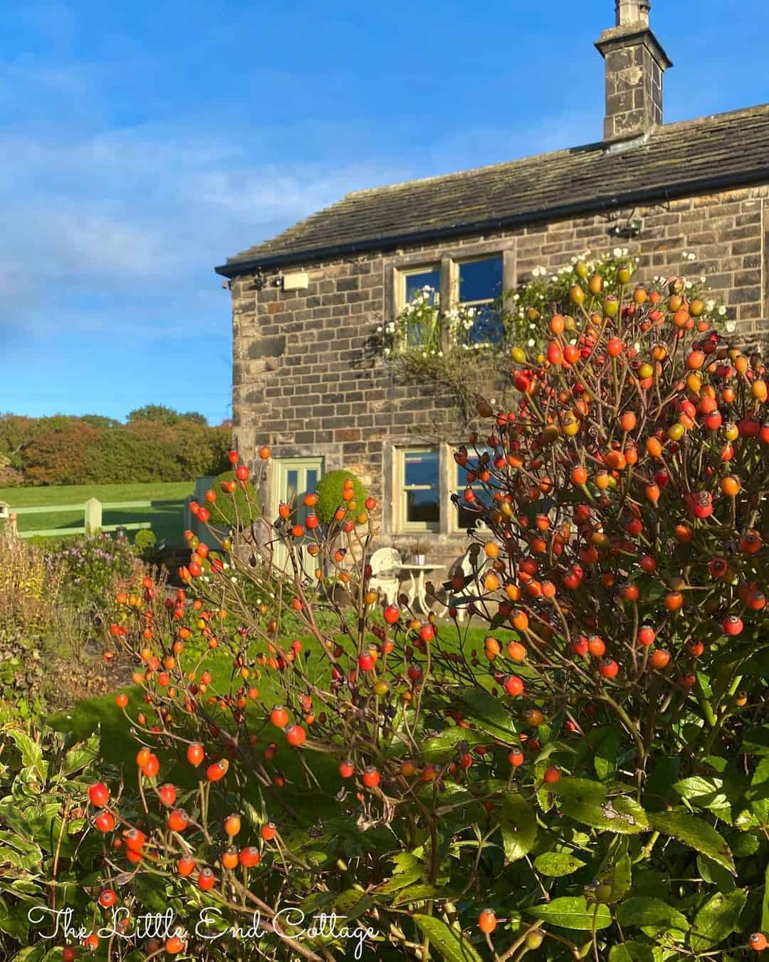 autumn climber plant rosehip bush