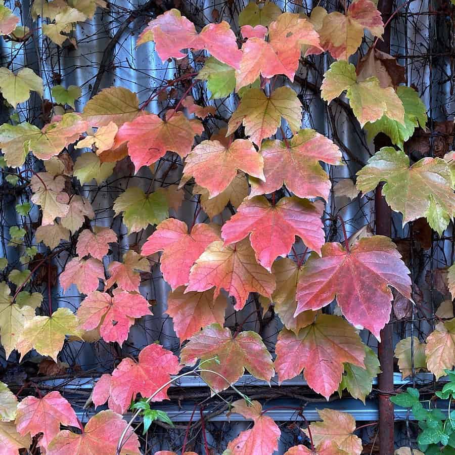 autumn climber plant virginia creeper_boston ivy