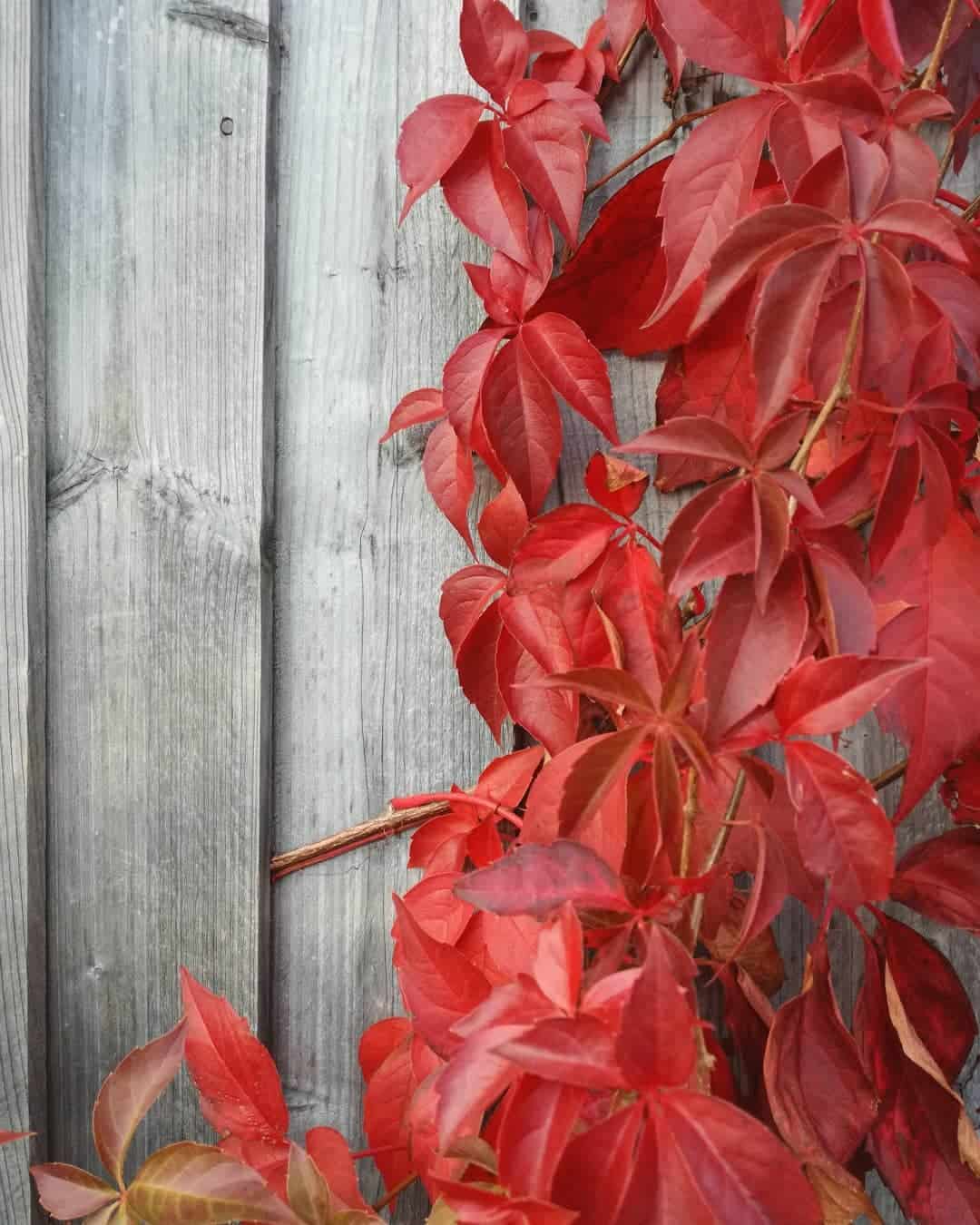 autumn climber plant virginia creeper_parthenocissus quinquefolia