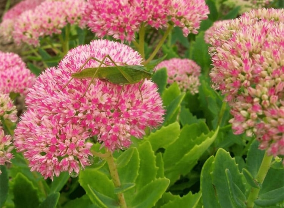 autumn joy sedum companion plants