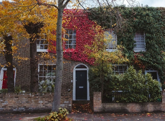 autumn red climbing plants