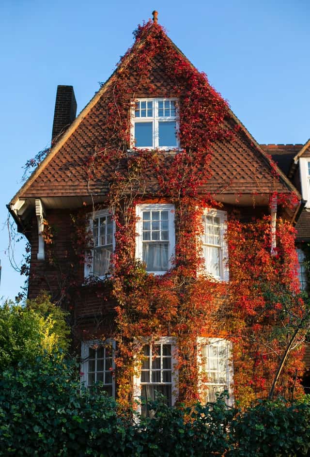 autumn red climbing vine