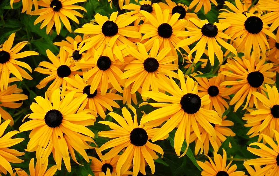black-eyed susan