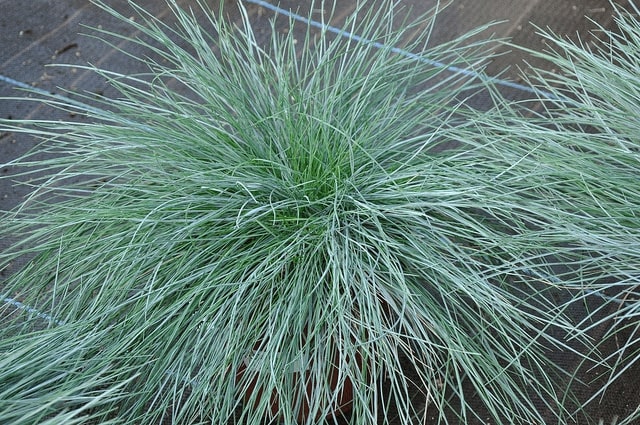 blue fescue