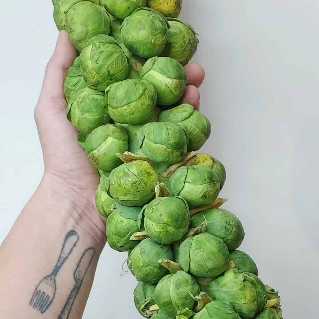 brusells sprouts greenhouse winter vegetables