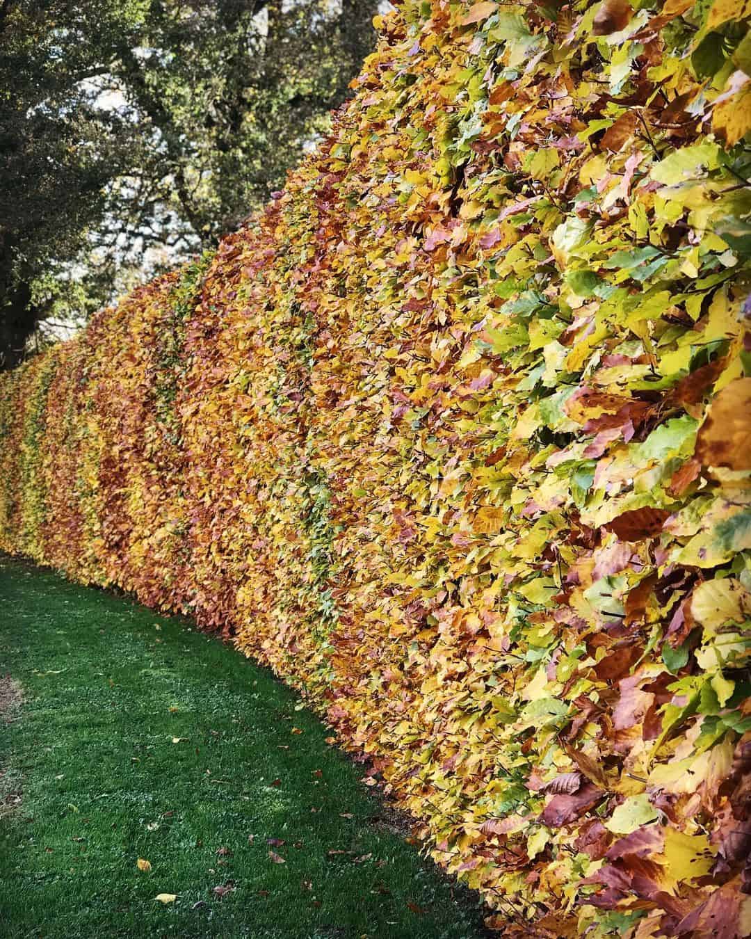 bushes autumn garden tips