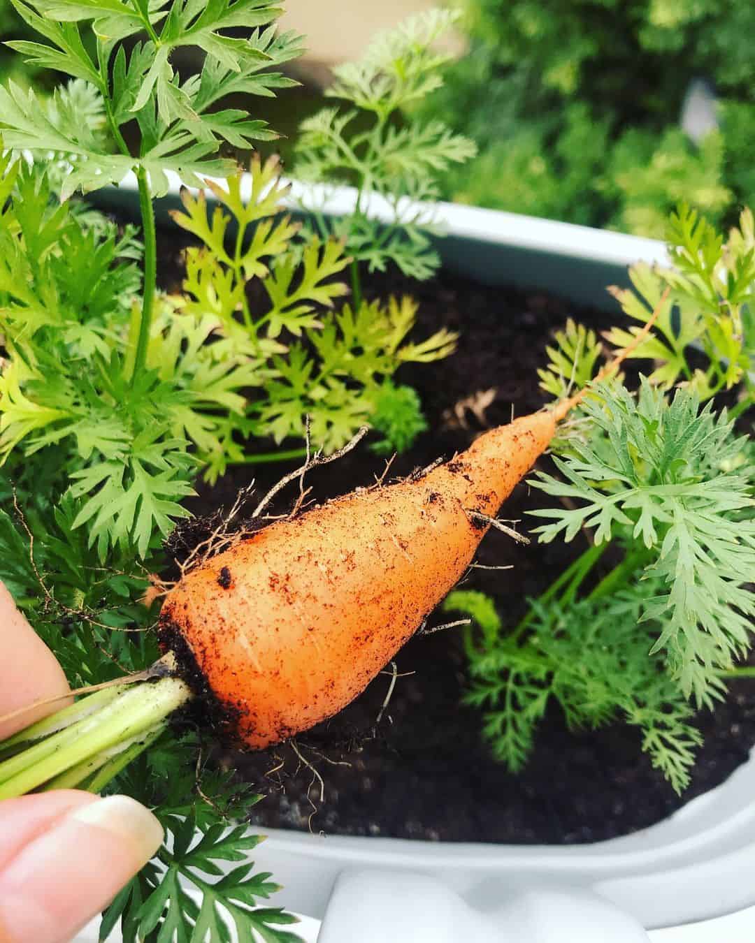 carrots winter indoors