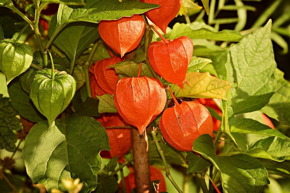 chinese lantern