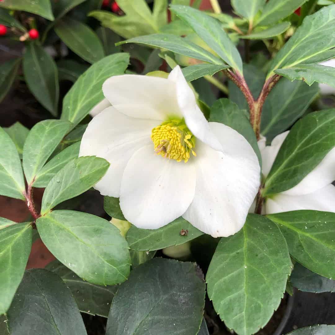 christmas roses winter hanging basket plants