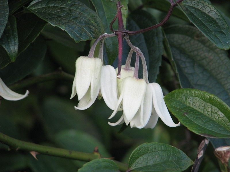 7 Hardy Winter Flowering Climbers That Survive Winter 4 clematis urophylla ‘winter beauty’