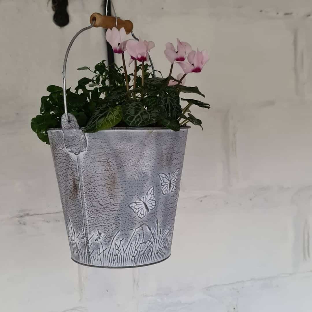 cyclamen winter hanging basket plants