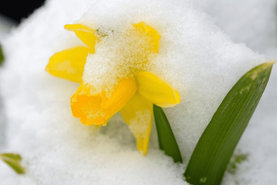 12 Winter Flowering Plants For A Vivid Garden 9 daffodils