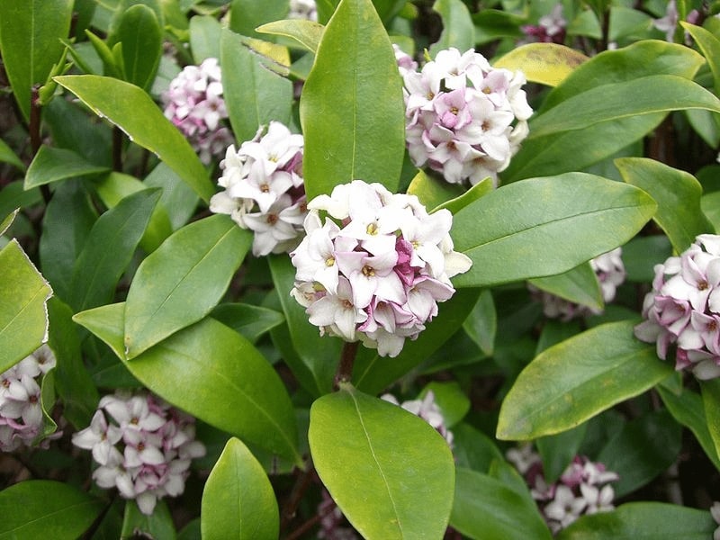 12 Winter Flowering Plants For A Vivid Garden 12 daphne