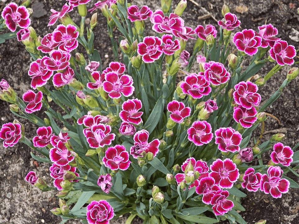 dianthus