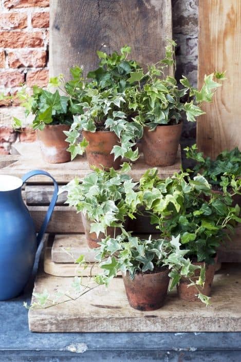 empty corners with ivy