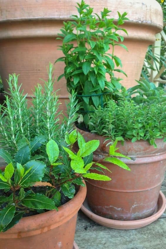 empty pots with herbs