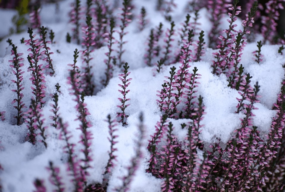 12 Winter Flowering Plants For A Vivid Garden 6 flowering heather
