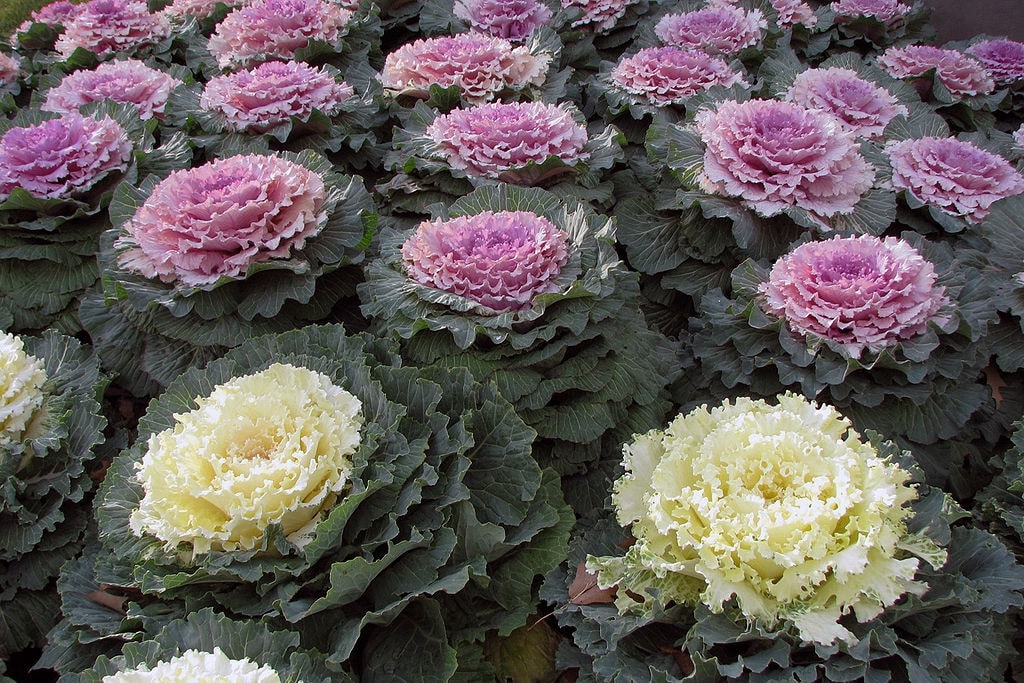 flowering kale