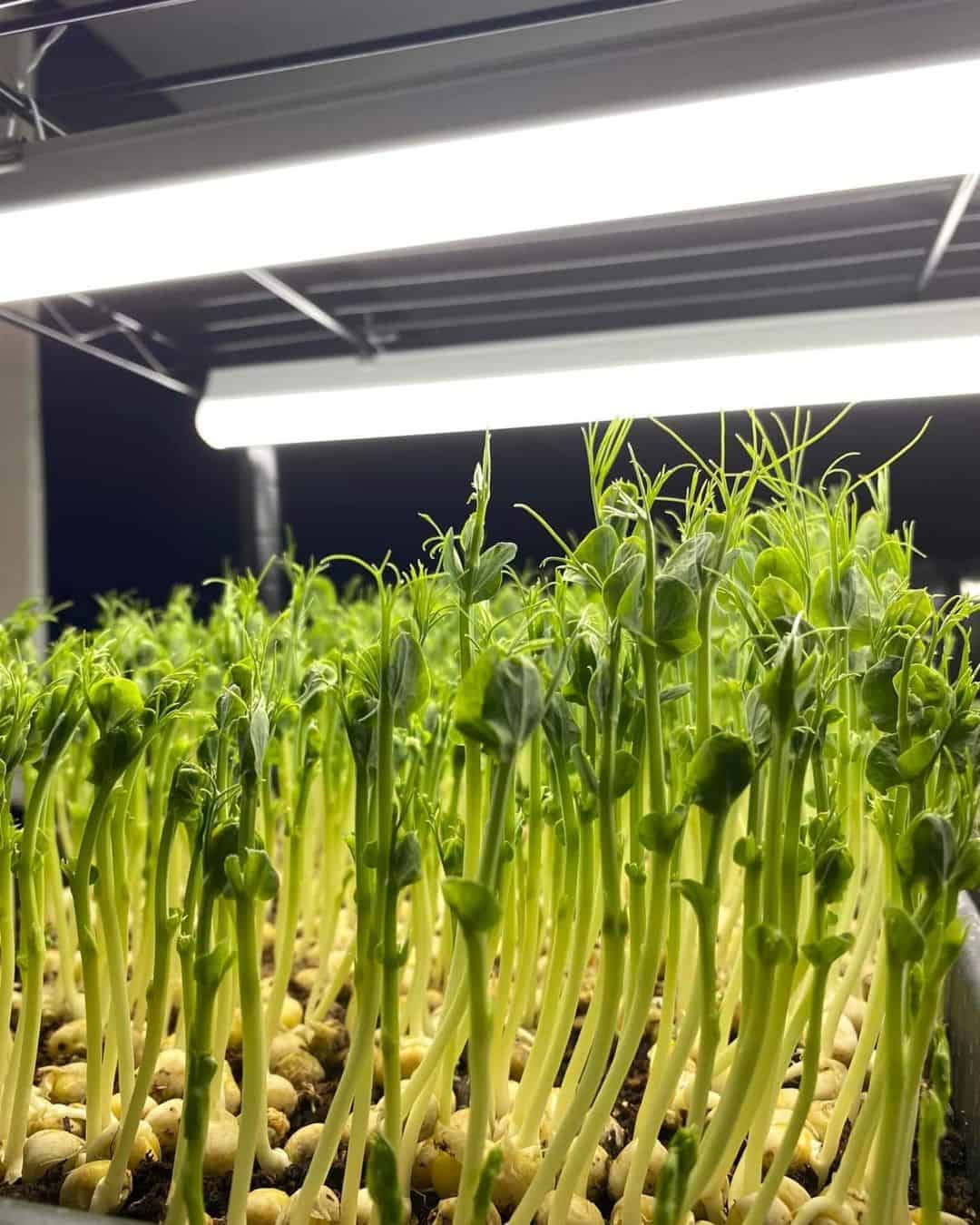 grow lights winter indoors