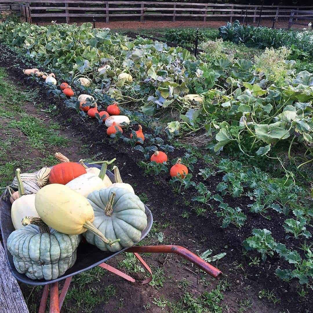 harvest autumn garden tips