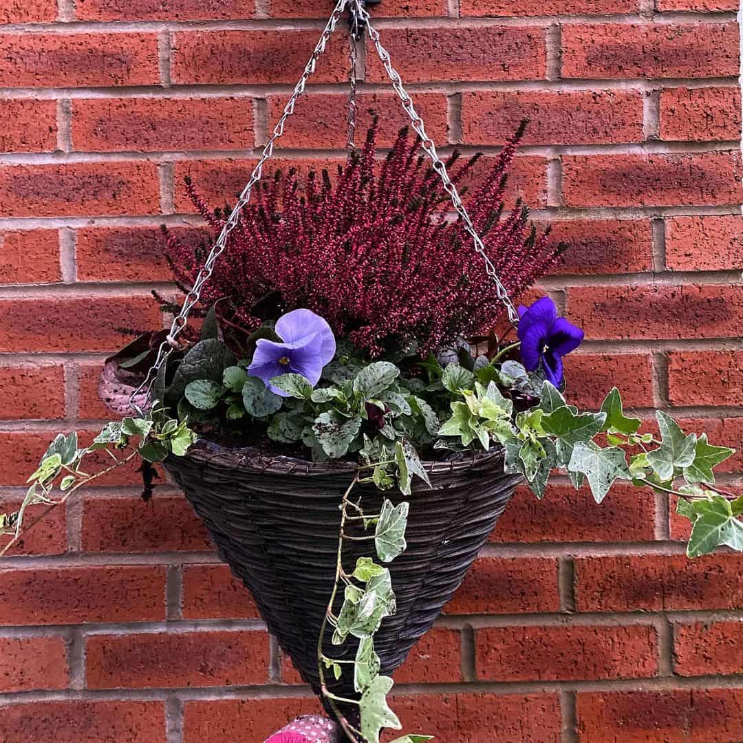 heather winter hanging basket plants