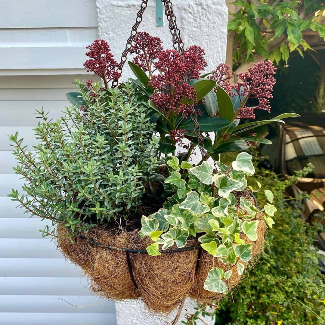 hebe winter hanging basket plants
