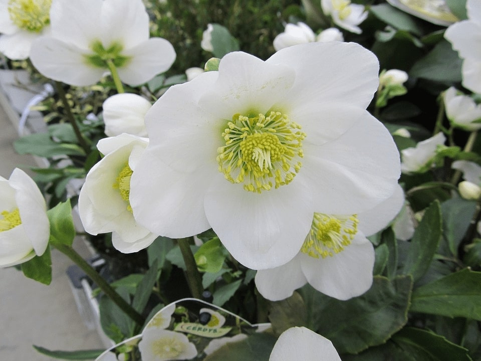 12 Winter Flowering Plants For A Vivid Garden 11 hellebore