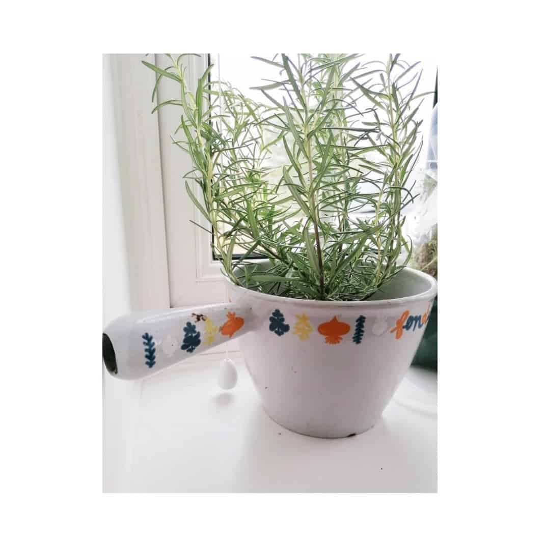 herbs winter indoors