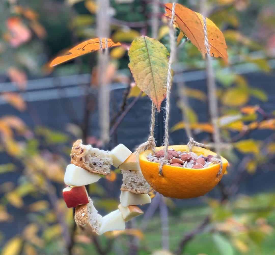 homemade bird feeder autumn garden tips