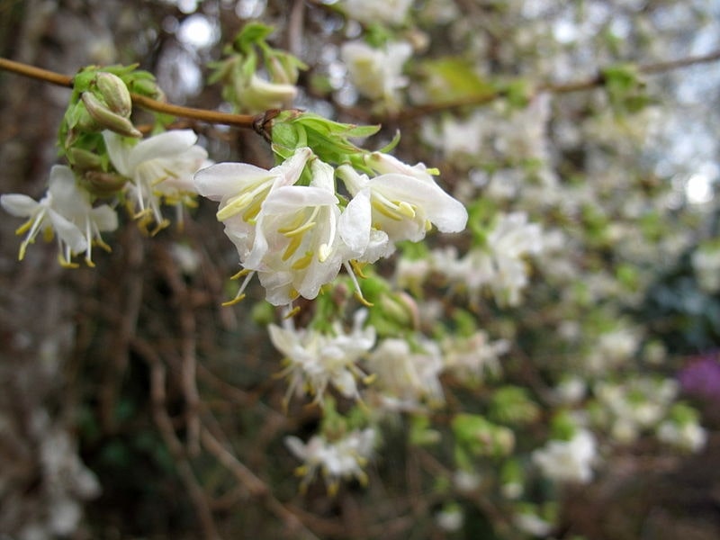 7 Hardy Winter Flowering Climbers That Survive Winter 5 honeysuckle – lonicera purpusii