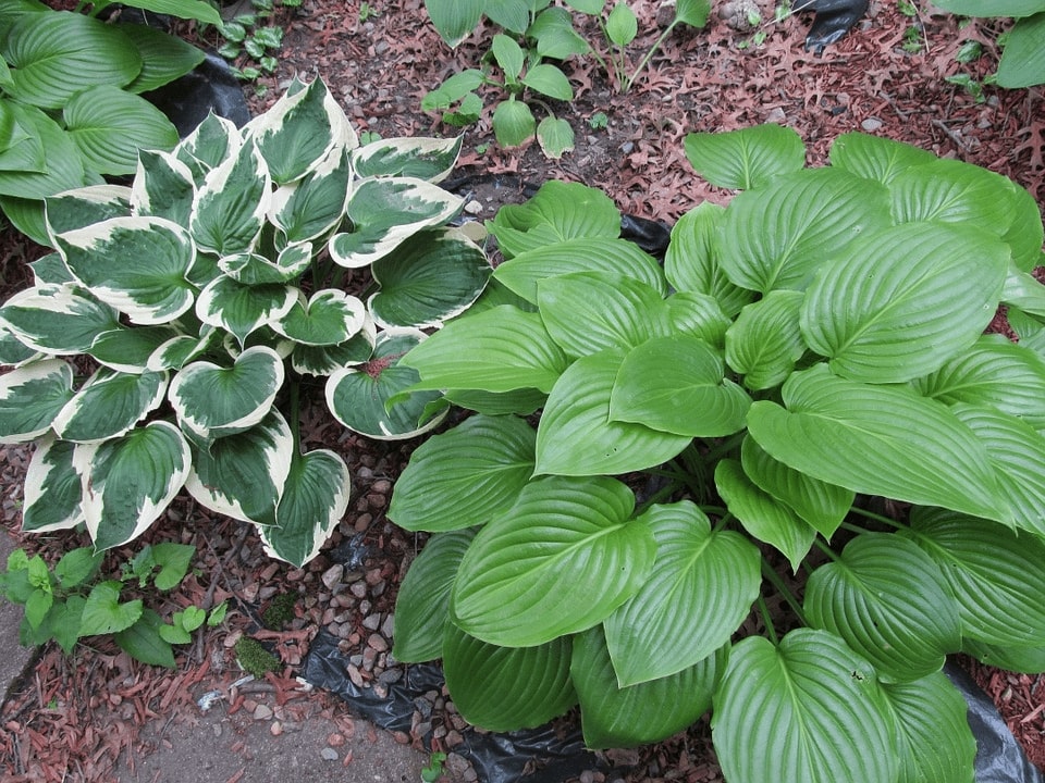 hostas