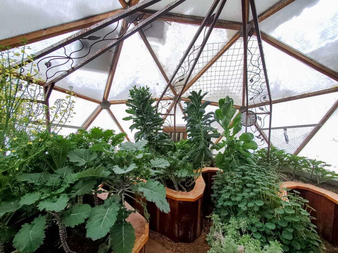 kale greenhouse winter vegetables