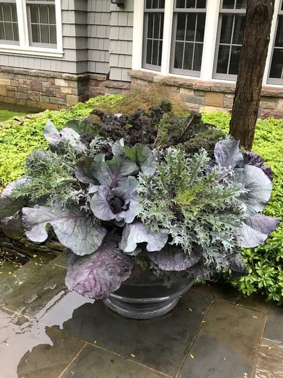 leafy burst with ornamental kale and cabbage
