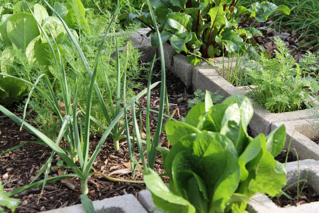 lettuce and other salad mixes in cinder blocks