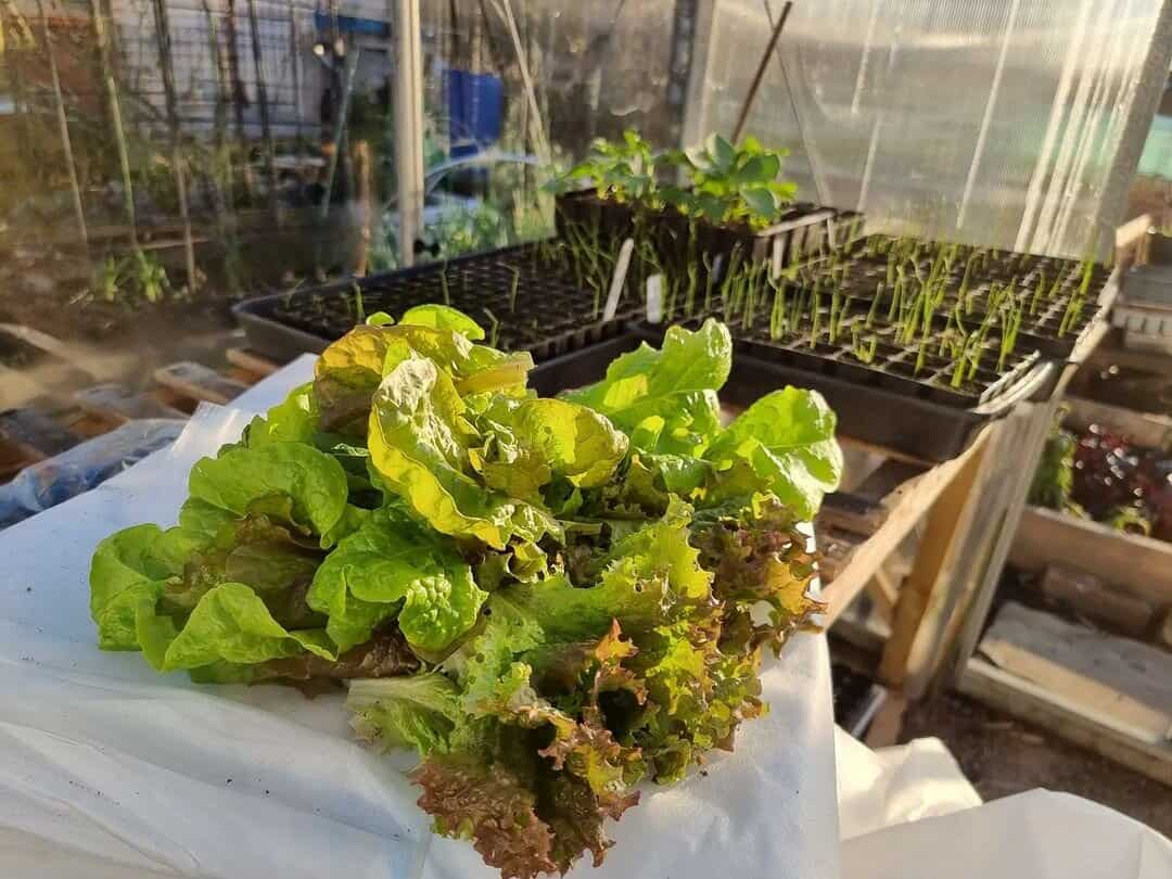 lettuce greenhouse winter vegetables