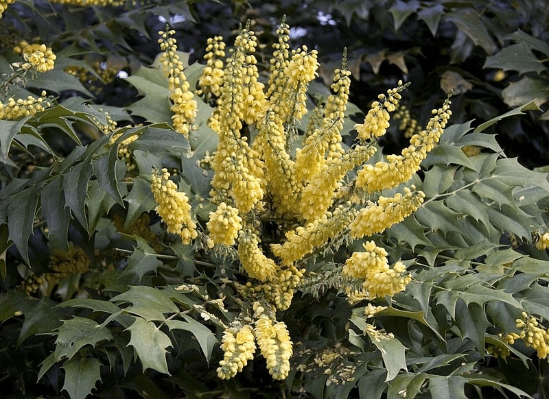 12 Winter Flowering Plants For A Vivid Garden 7 mahonia