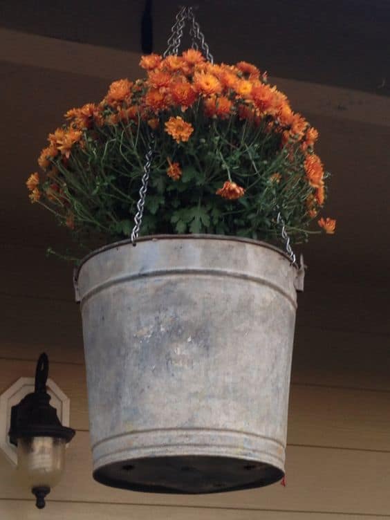 mums to a galvanized steel bucket
