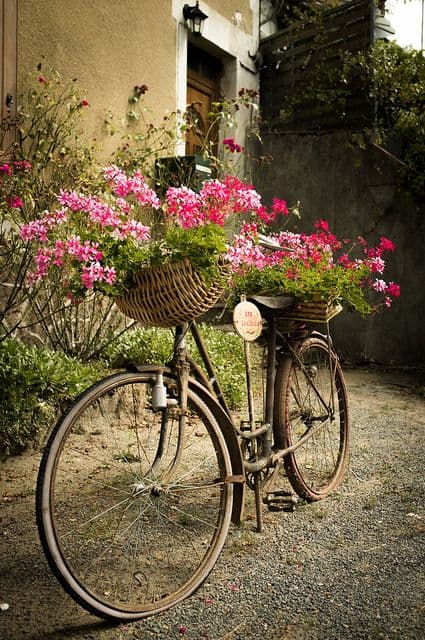 old bicycle with pansies or mums