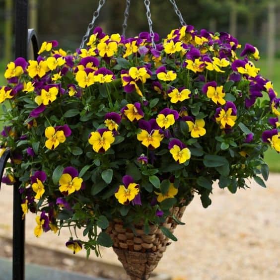 pansies flower basket