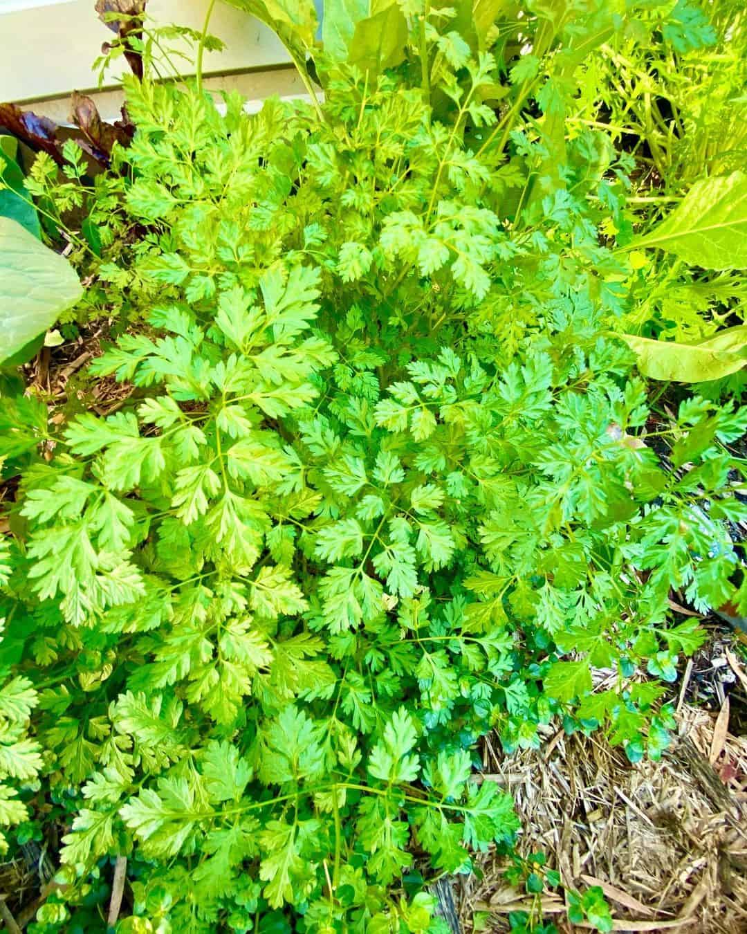 parsley greenhouse winter vegetables