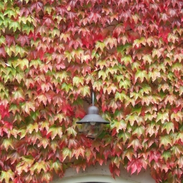parthenocissus tricuspidata, boston ivy