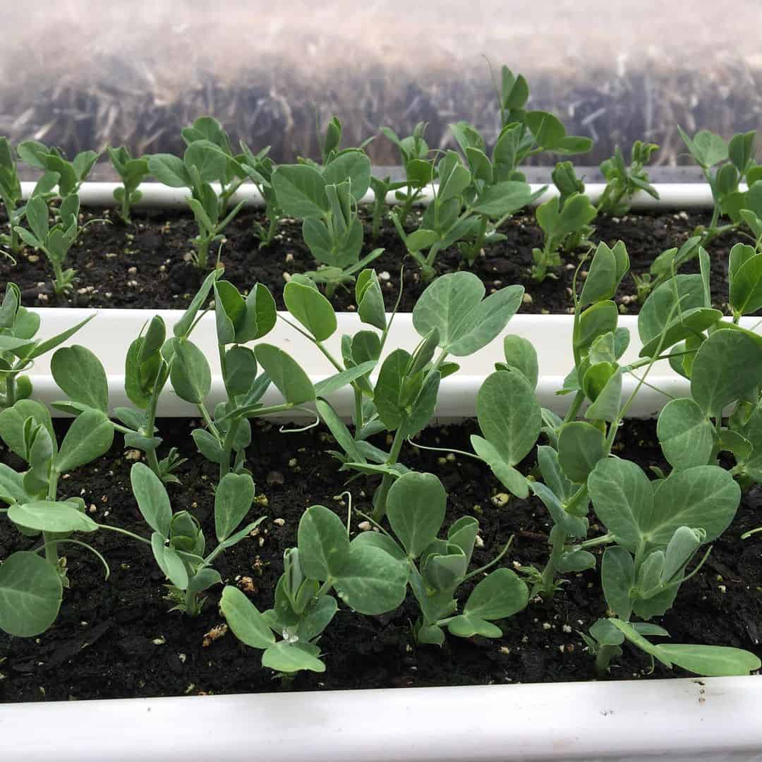 peas greenhouse winter vegetables