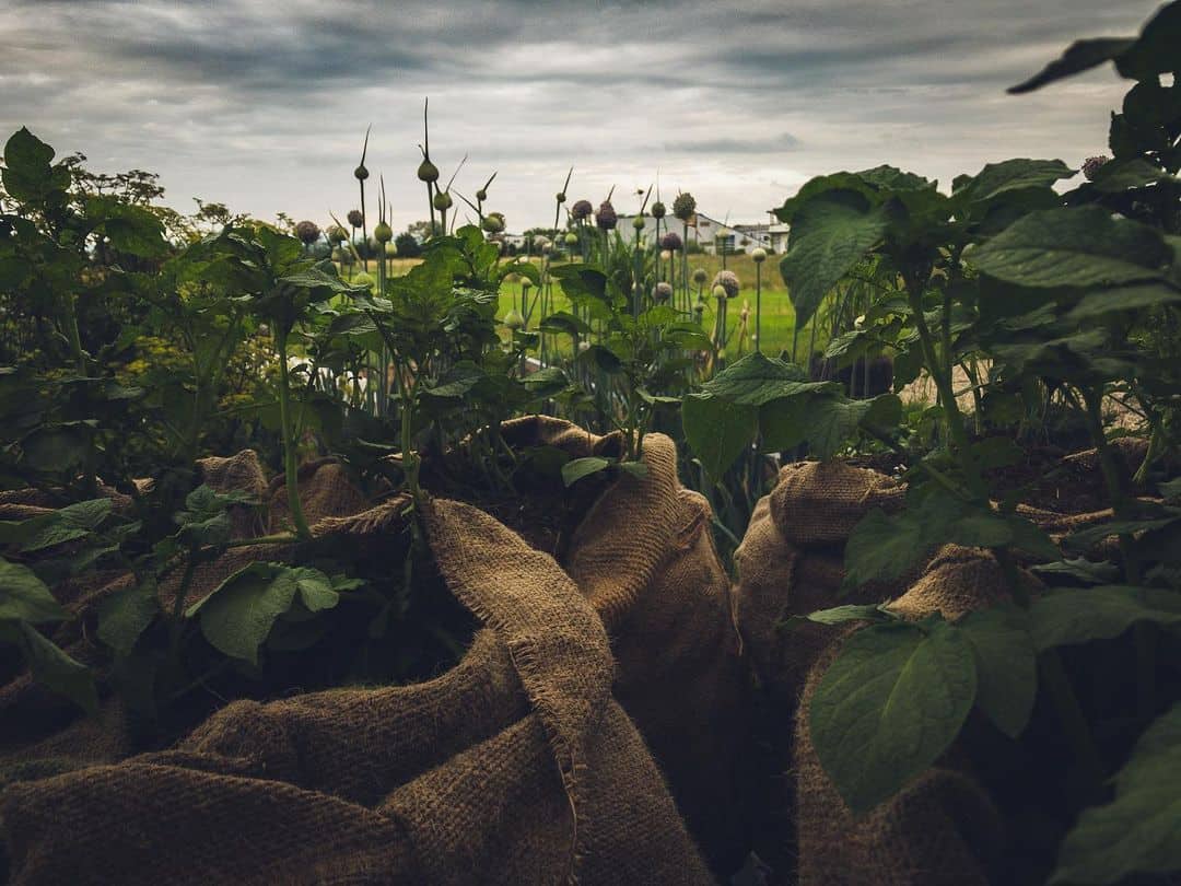 plant veggies autumn garden tips