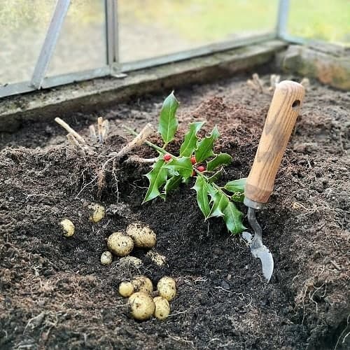 potato greenhouse winter vegetables