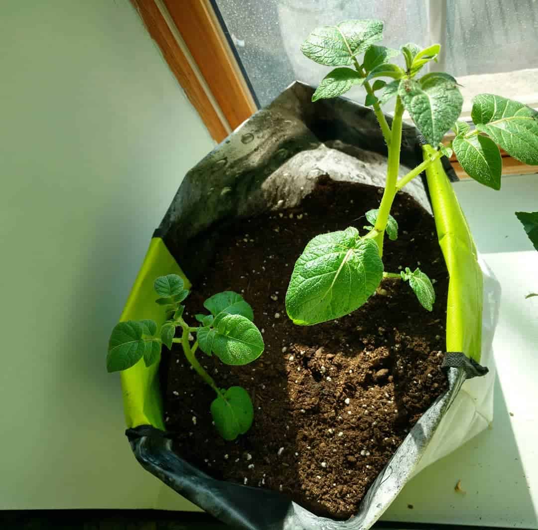 potatoes winter indoors