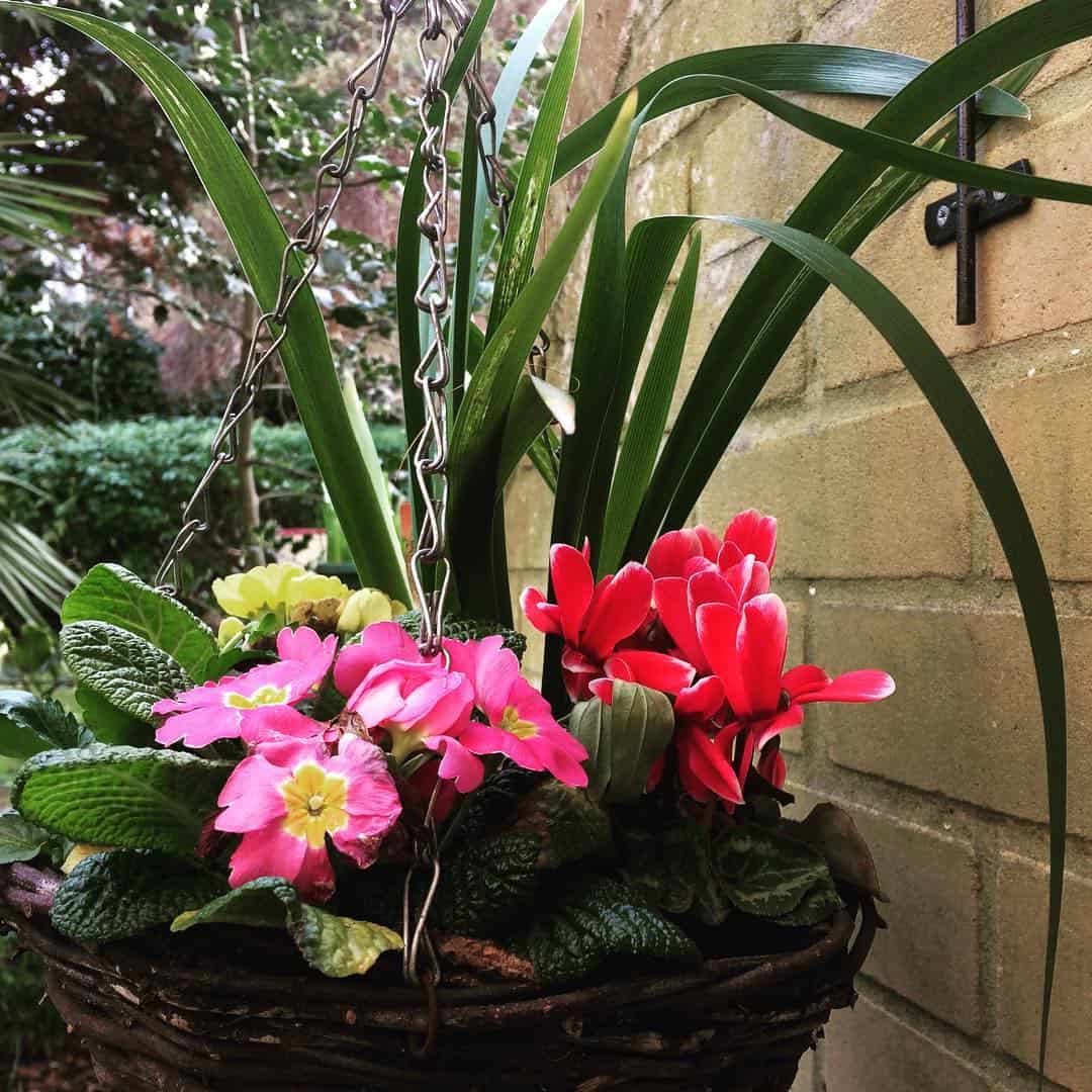 primroses winter hanging basket plants