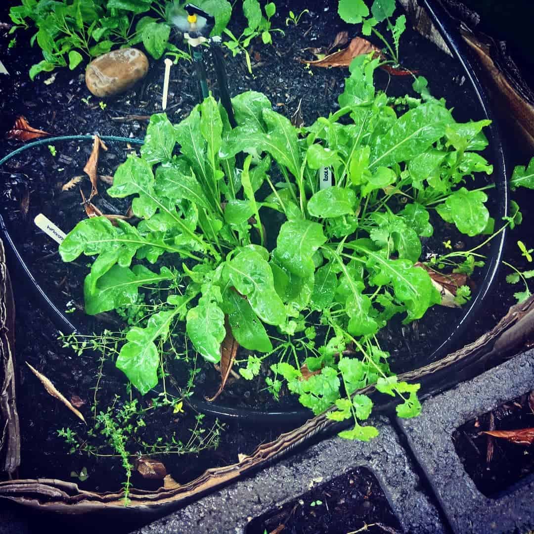 rocket greenhouse winter vegetables